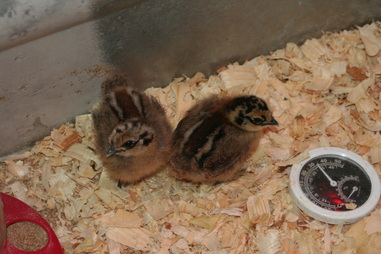 Partridge Silkies - Anglo-American Chickens and Things